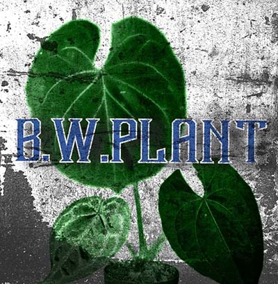 b.w.plant