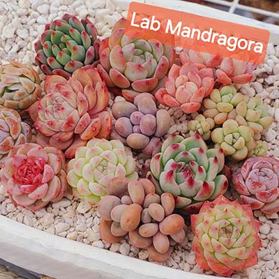 Lab Mandragora