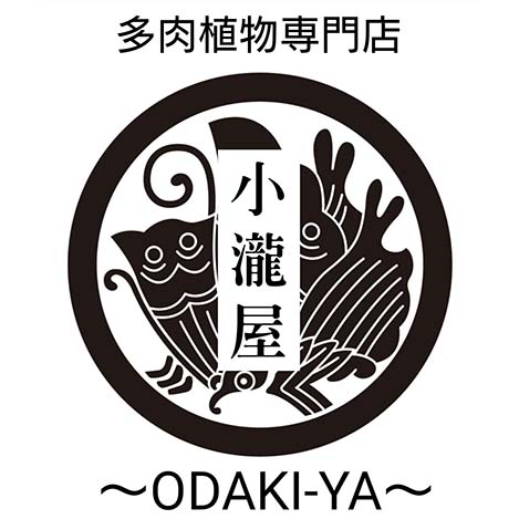 多肉植物専門店 小瀧屋～ODAKI-YA～